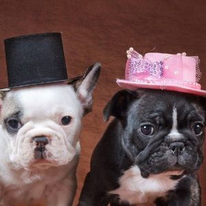 Meet your Posher, Isabell